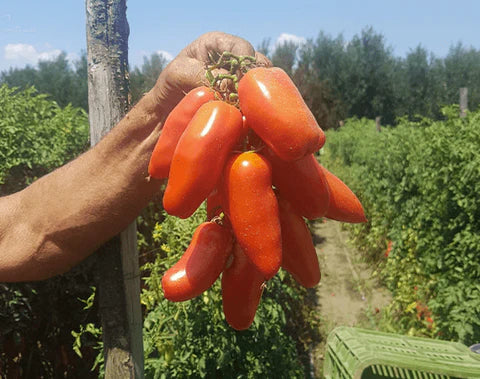 San Marzano Tomaten – eine der besten Tomatensorten erobert die Welt!