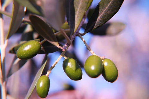 Natives Olivenöl extra - das flüssige Gold!